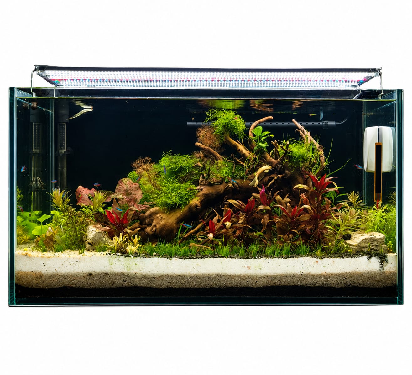 حوض أسماك طبيعي مزروع يعتمد على التربة والنباتات والتوازن البيولوجي – The Natural Aquarium