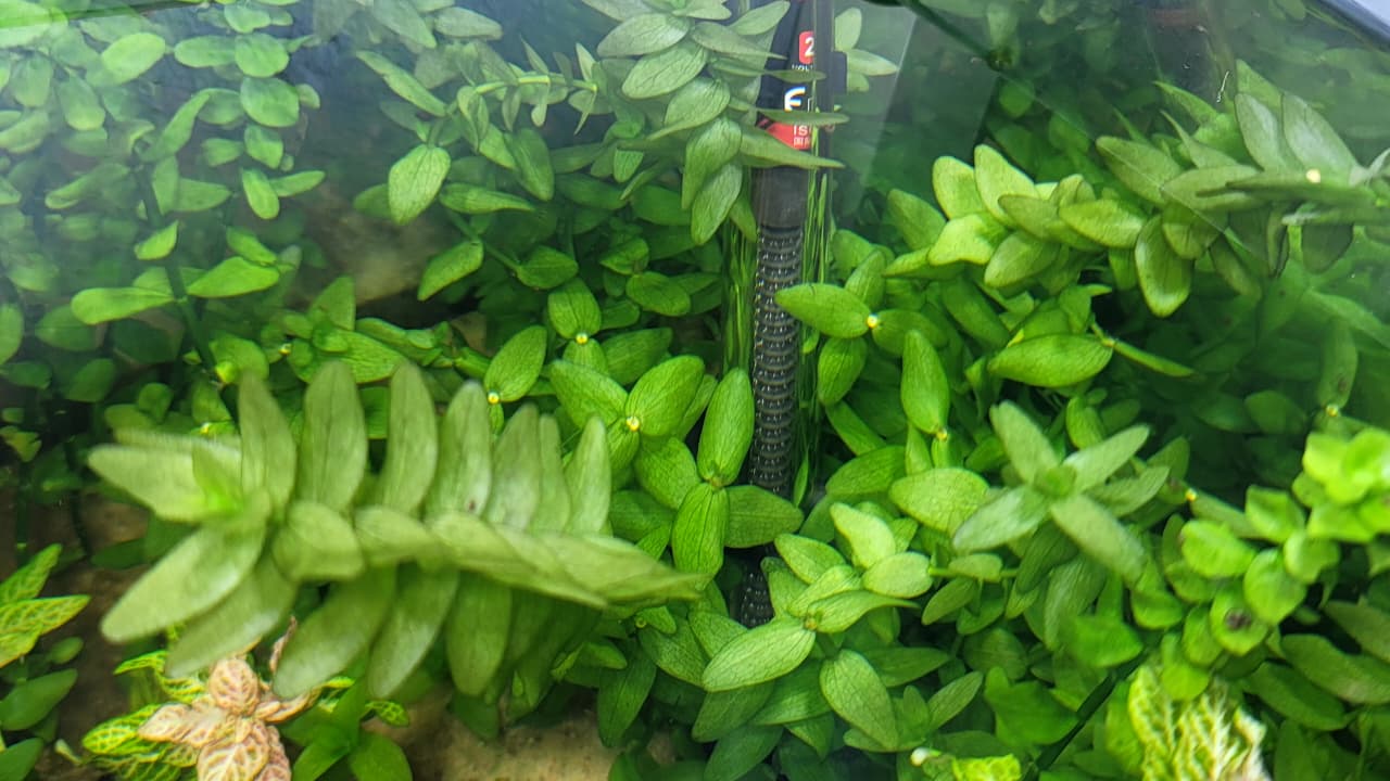 باكوبا كارولينا – Bacopa caroliniana 🌿