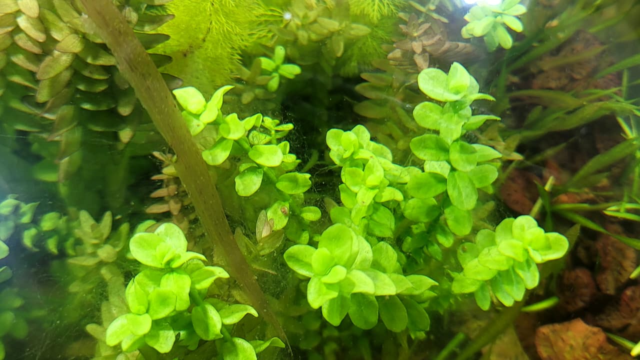 باكوبا مونيري – Bacopa monnieri