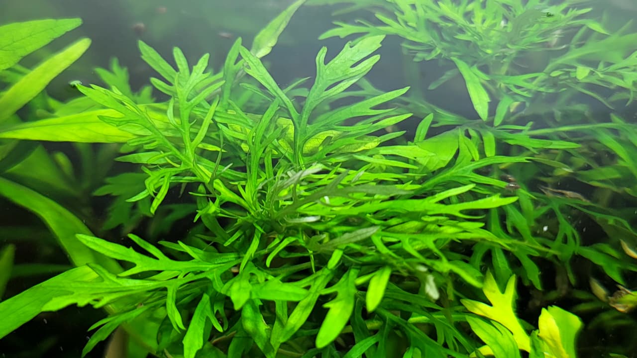 هيجروفيليا ديفورمس – Hygrophila difformis