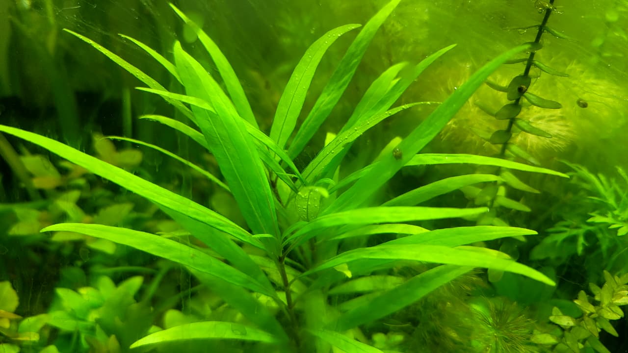 هيجروفيليا سياميز – Hygrophila siamensis
