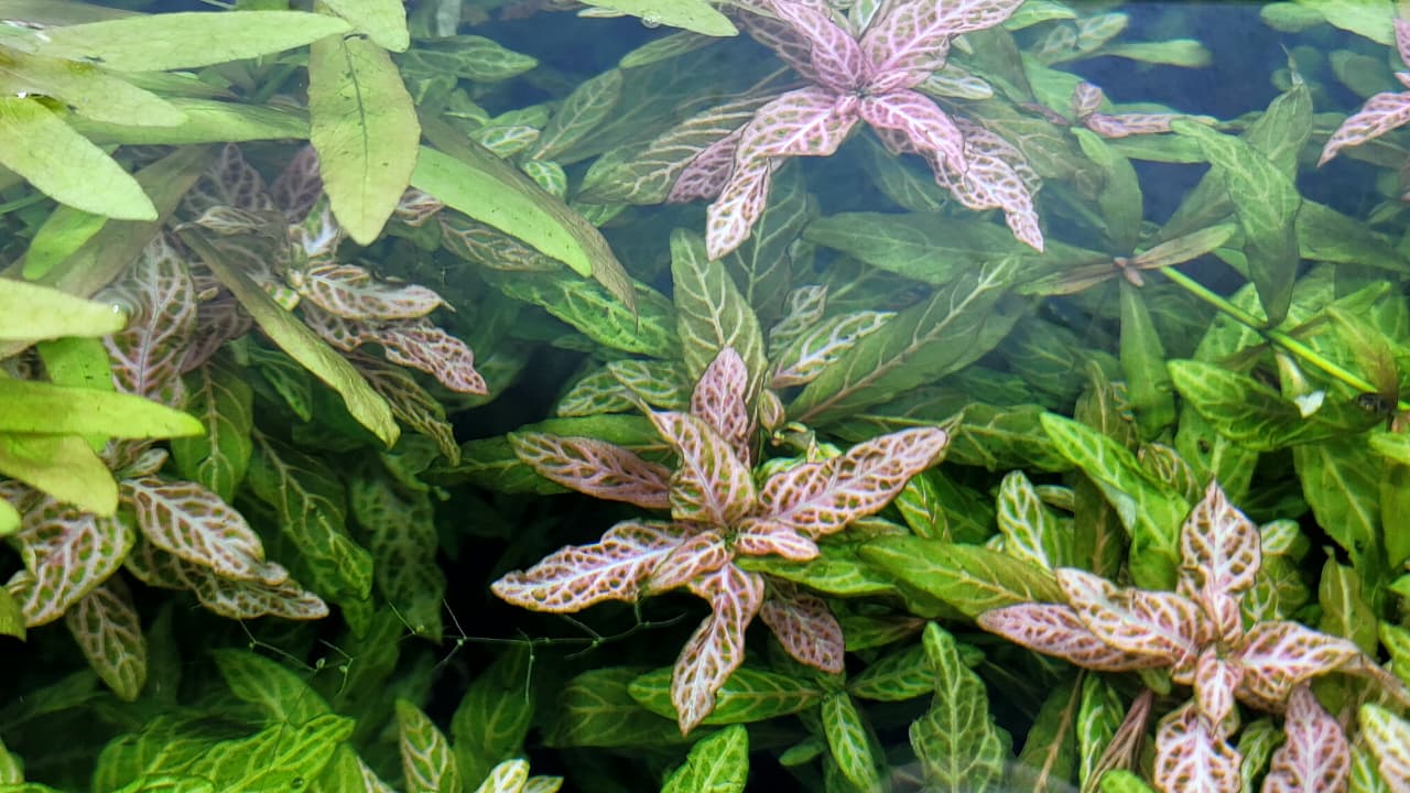 هيجروفيليا صن سيت – Hygrophila polysperma ‘Rosanervig’ 🌿