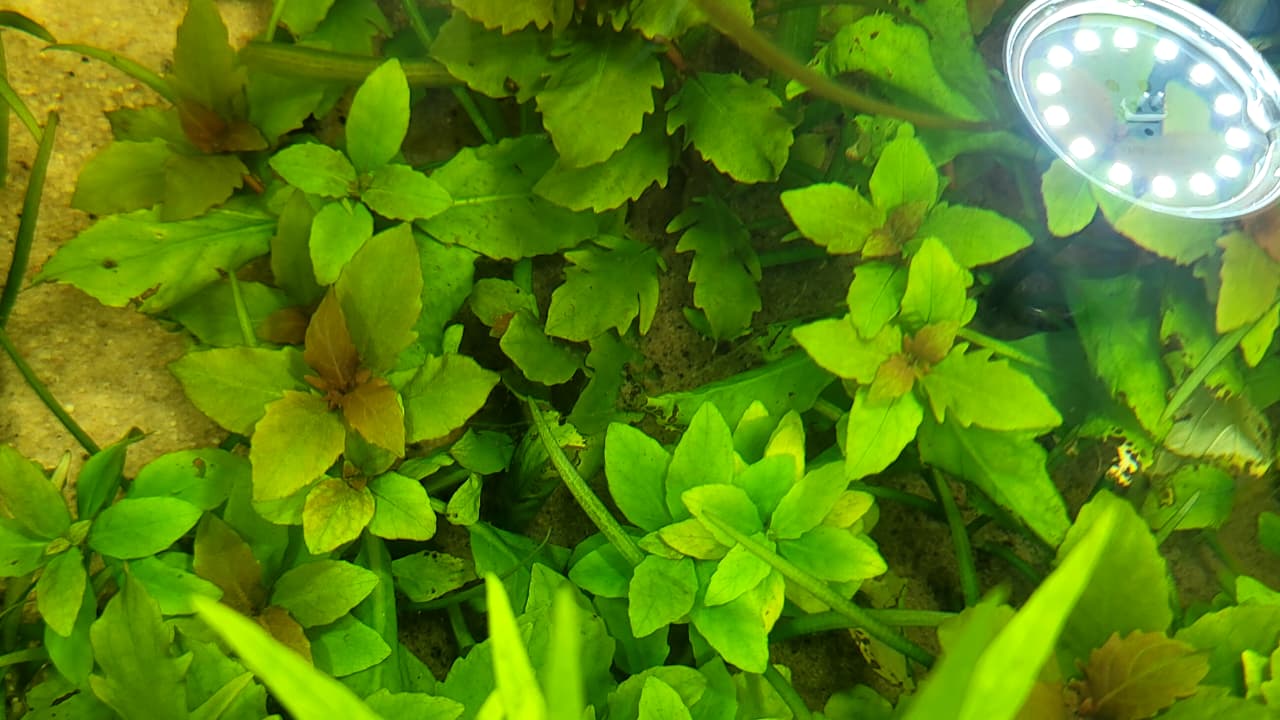 هيجروفيليا تريفلورا – Hygrophila triflora