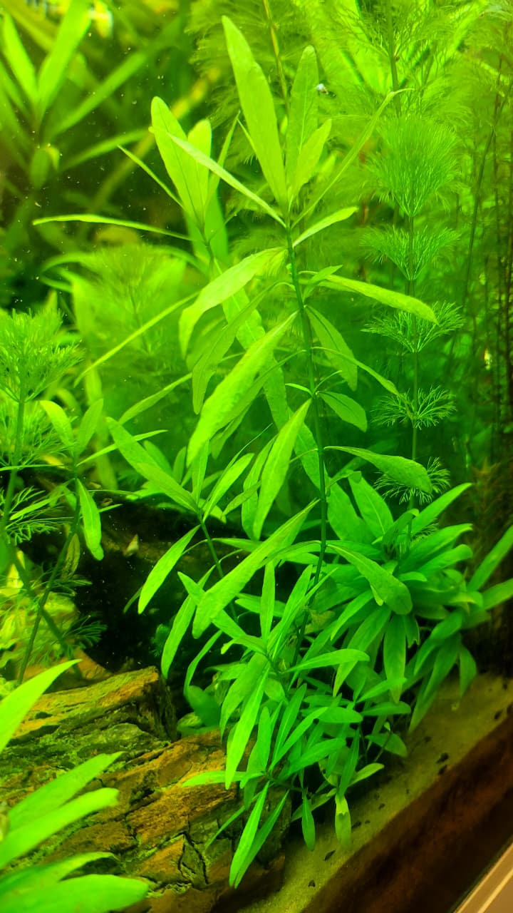 هيجروفيليا بوليسبيرما – Hygrophila polysperma