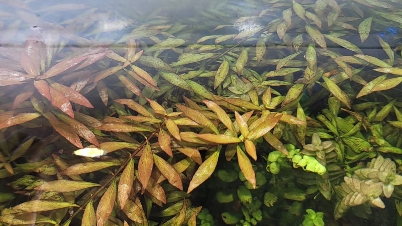 لودويجيا ناروليف – Ludwigia Narrow Leaf