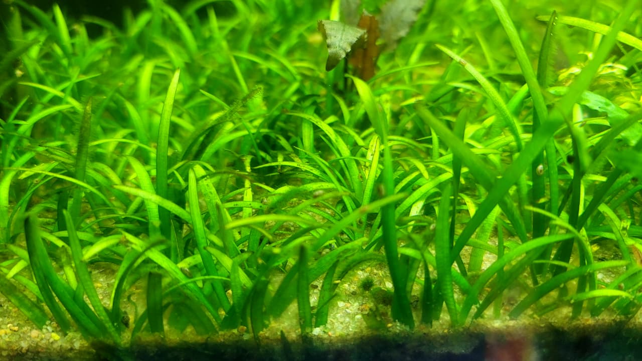 ساجيتاريا سوبولاتا – Sagittaria subulata