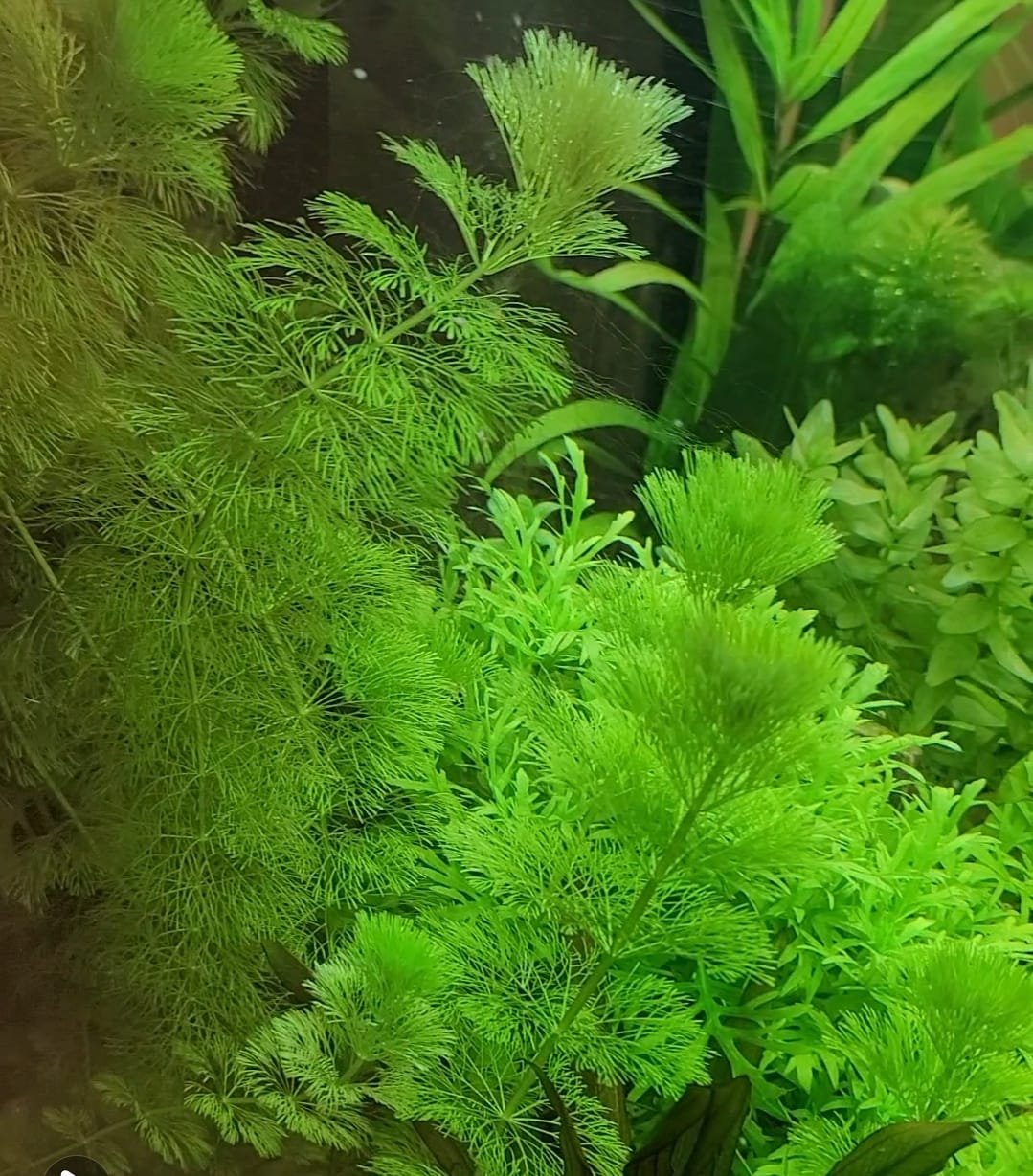 سيسيفلورا — Limnophila sessiliflora